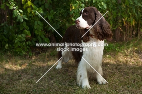 english springer spaniel with greenery background
