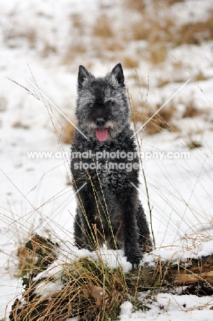 Dutch Shepherd Dog, rough haired, in winter