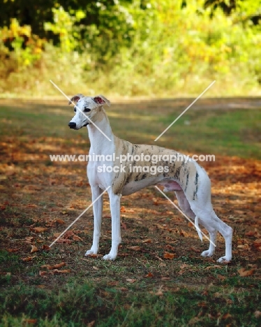 Whippet in autumn