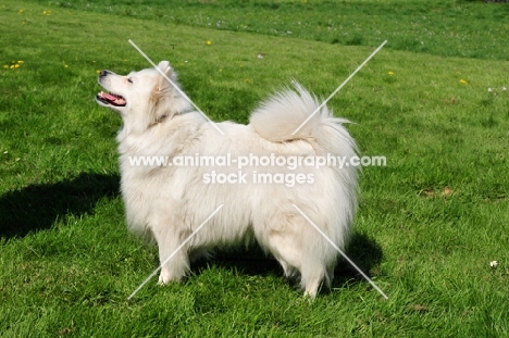 Standard German Spitz standing on grass