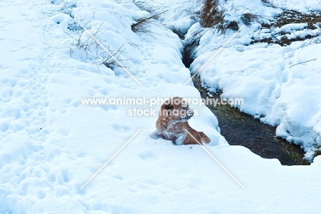 Border Terrier in snow