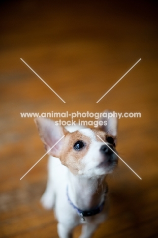curious Toy Fox Terrier puppy