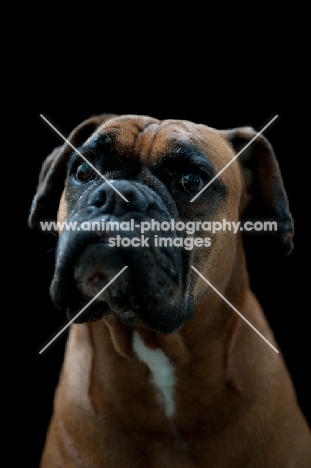 Boxer looking up on black background