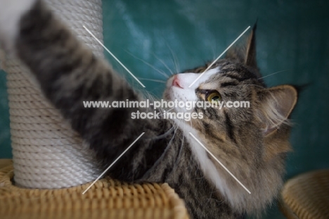 norwegian forest cat playing with a scratchpost