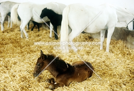 lipizzaner  foal with mares who are feeding in the stable at piber