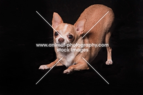 Chihuahua bowing on black background