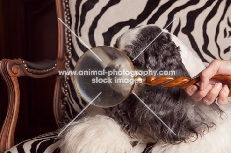 Cocker Spaniel with magnifying glass in front of nose