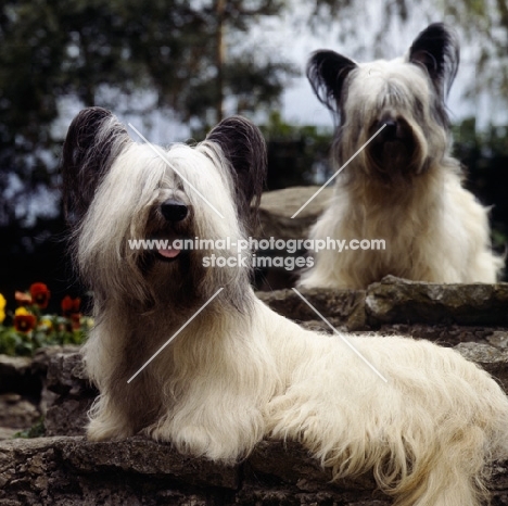 ch marjayn marcus, ch marjayn mona, two skye terriers sitting on steps