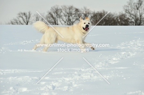 Polish Tatra Sheepdog (aka Owczarek Podhalanski) in winter