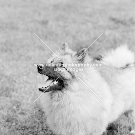 keeshond looking up