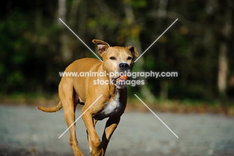 American Pit Bull Terrier running