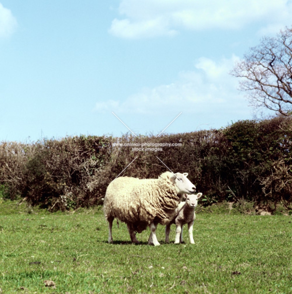 lleyn ewe with lamb
