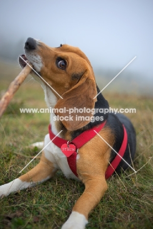 Beagle chewing on a stick in a grass field