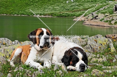 two Saint Bernards