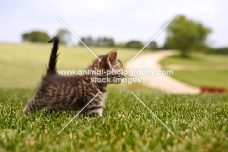 cute tabby kitten with tail up