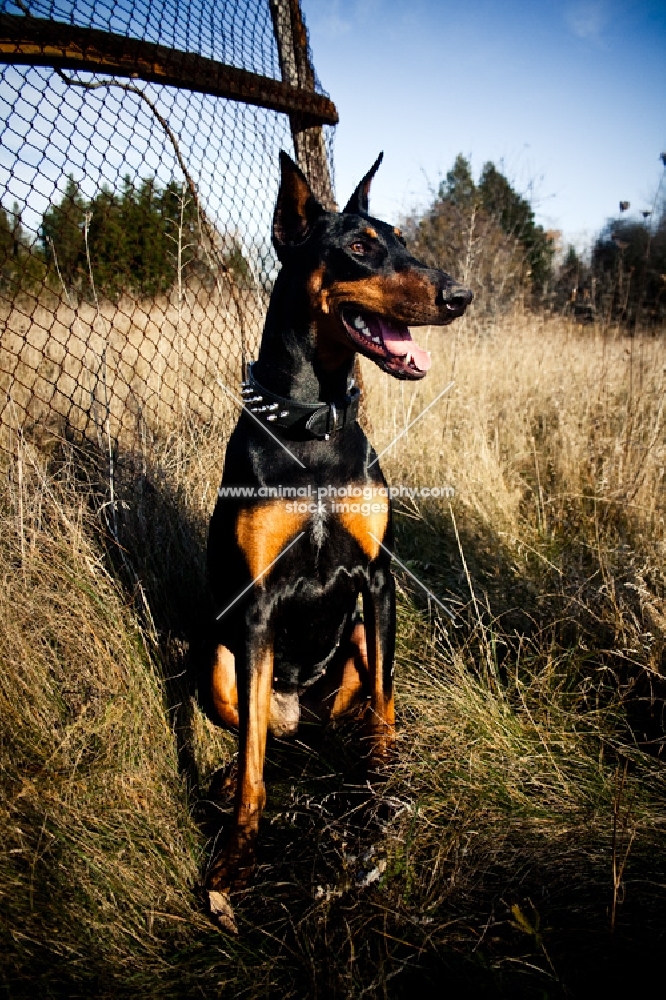 Doberman sitting in field