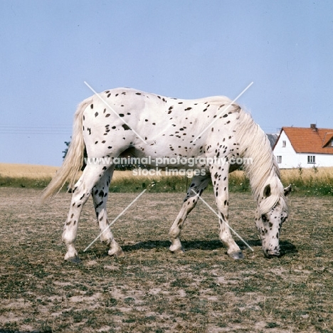 knabstrup colt in denmark