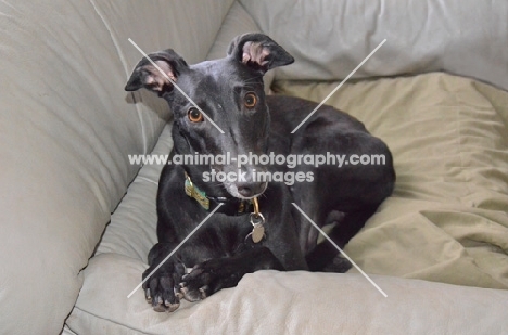 greyhound, ex racer, all photographer's profit from this image go to greyhound charities and rescue organisations