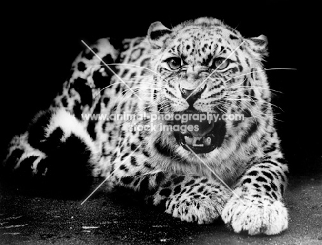 leopard at moscow zoo