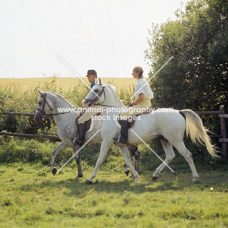 two riders on Shagya Arab horses walking through field in denmark