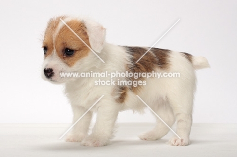 rough coated Jack Russell puppy standing in studio