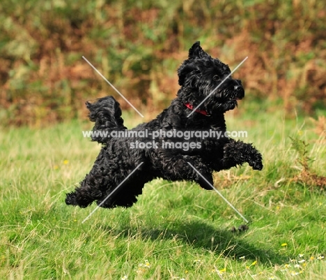 black Cockapoo running fast