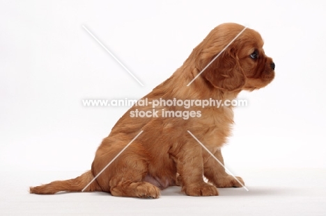 ruby Cavalier King Charles puppy, looking ahead