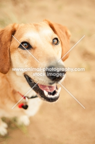 happy mongrel standing on sand