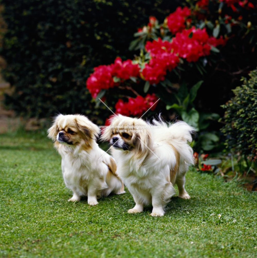 velrock lu-tsang at braeduke & velrock la-tru at braeduke two tibetan spaniels sitting and standing in garden