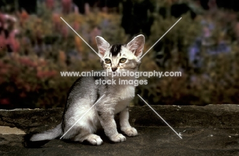 asian Burmilla kitten