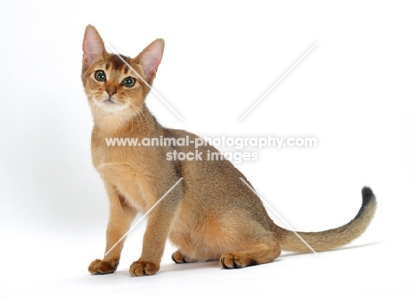young ruddy abyssinian cat sitting down