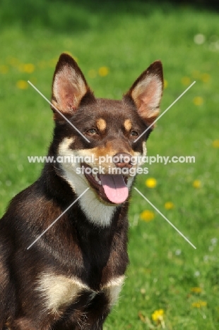 Australian Kelpie head study