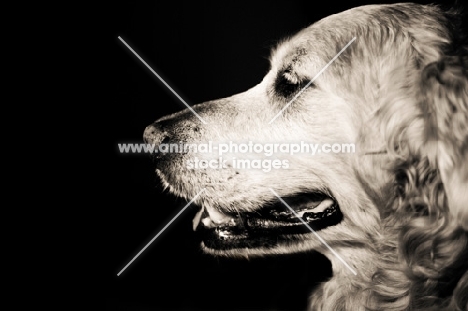 Golden Retriever's profile