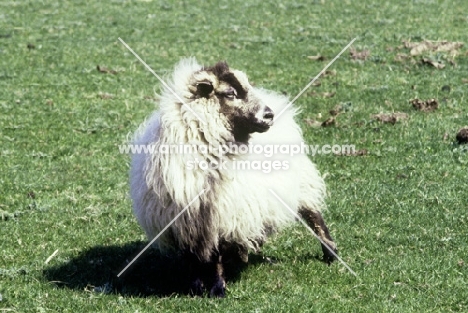 badger face sheep