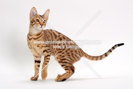 female Savannah cat on white background, standing 