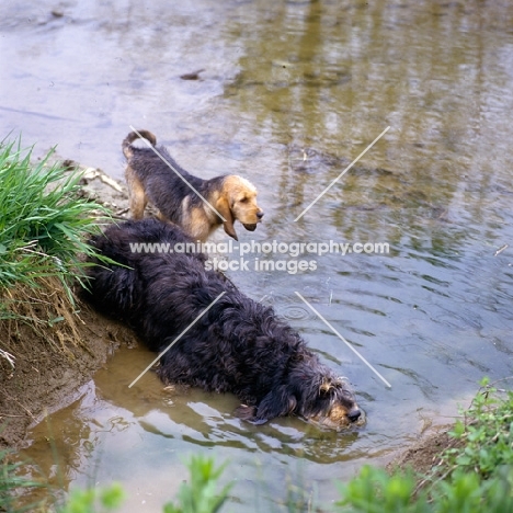 two otterhounds adult and puppy in water, am ch  billikin's dirty harry