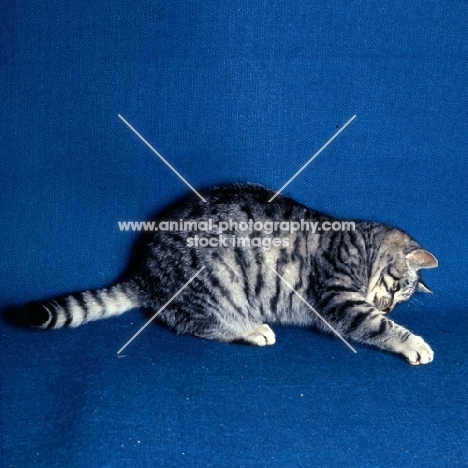 silver tabby cat in studio pawing