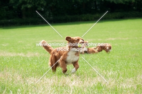 Nova Scotia Duck Tolling Retriever in field