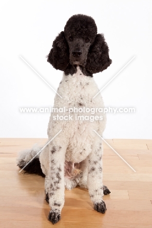 black and white standard Poodle