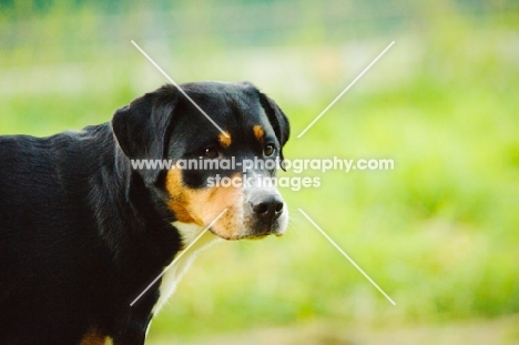 Great Swiss Mountain Dog