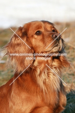 English Cocker Spaniel looking up