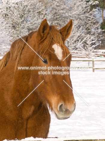 Suffolk Punch portrait in winter