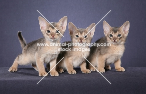 three Blue Abyssinian kittens against a grey background standing looking towards camera.