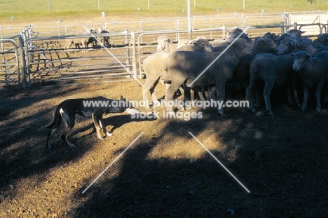 Kelpie working type on australian farm