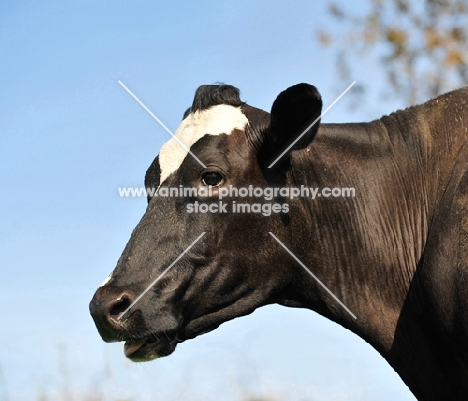 holstein friesian profile