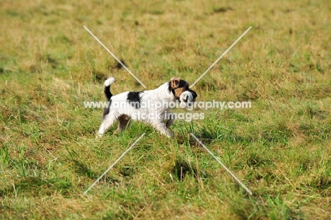 Parson Russell Terrier walking in field