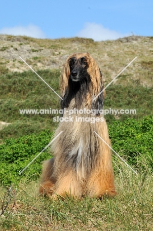 Afghan Hound sitting near dunes