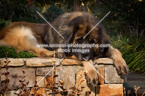 Leonberger resting in garden