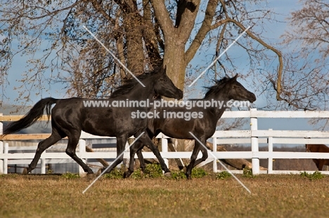 two Egyptian Arabs running in field