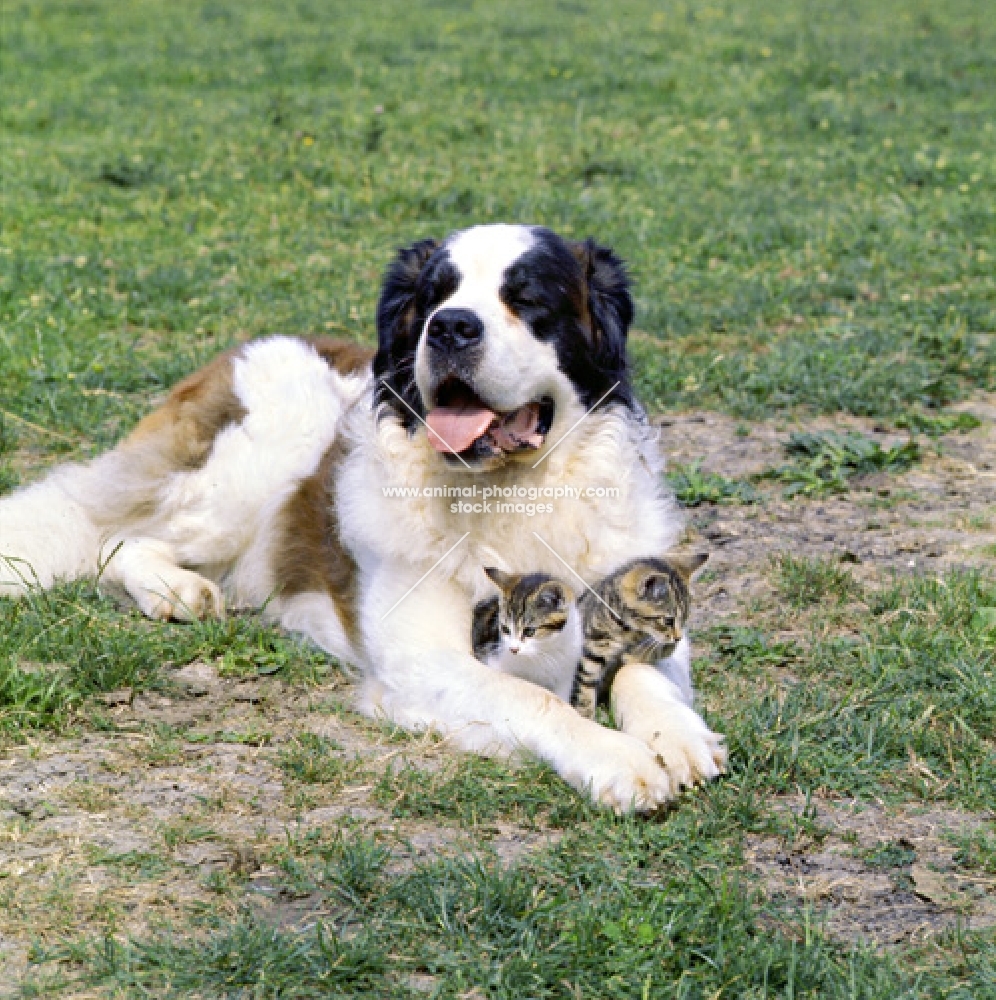 st bernard with two kittens between paws